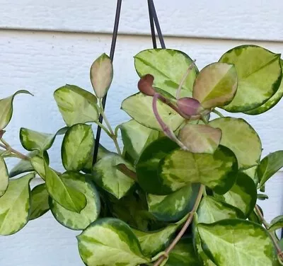 Hoya Lisa Variegated Wax Plant - Variagated Cream Pink And Green - Australis • $6