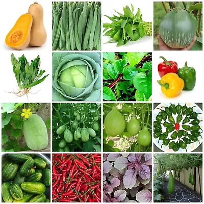 Indian /Asian/ Bangladeshi Vegetable SeedsBottle GourdSpinach Lau Karela 2024 • £2.49