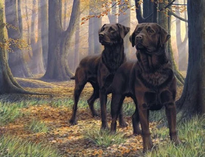 £129 • Buy Beech Boys By Nigel Hemming Limited Edition Print Labrador Dog Gift