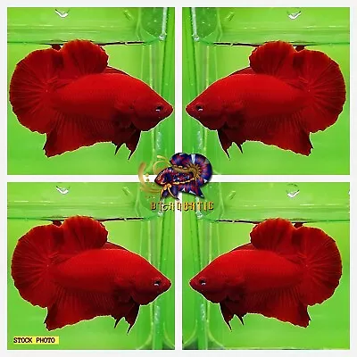 Live Betta Fish High Quality - Good Form - HMPK Male  Super Red - USA Seller • $18.95