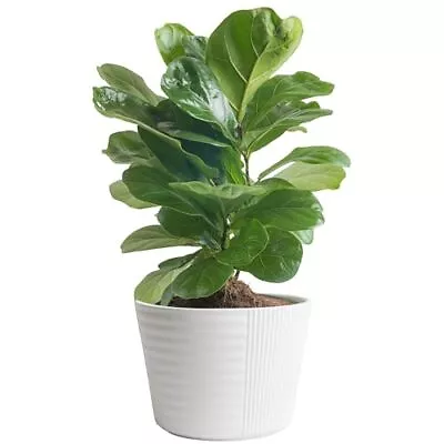 Costa Farms Fiddle Leaf Fig Tree Live Indoor Ficus Lyrata Plant In Indoors G... • $41.19