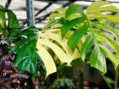 Monstera Deliciosa*AUREA GOLD*Indoor Aroid~This Highly Variegated 3 Node Cutting • $349