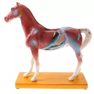 Animal Acupuncture Point Model Anatomy Horse Veterinary Teaching • $39.10