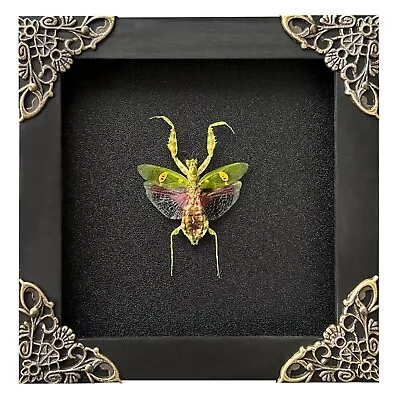 Mantis Creobroter Display Shadow Box Dried Taxidermy Insect Framed Beetle Decor • $33