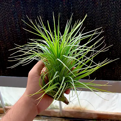 Stricta Maharaja XL Air Plant • $13.99