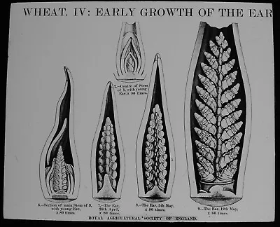 £15 • Buy WHEAT FARMING NO8 C1890 Magic Lantern Slide ROYAL AGRICULTURAL SOCIETY ENGLAND 
