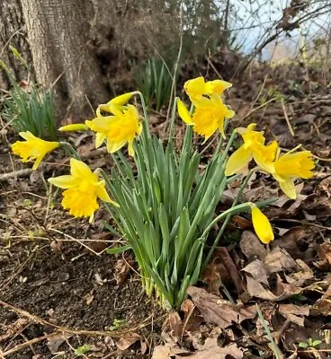 March Flowers Daffodils 20 Lot Plant Now For Spring • $26.99