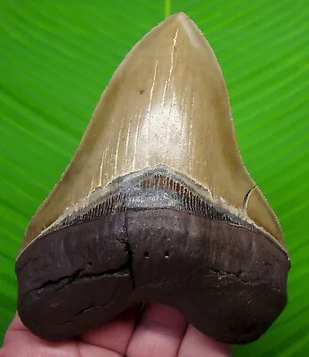 Megalodon Shark Tooth - 5 & 1/8   - Premium Grade - Sharks Teeth - Megladone • $249