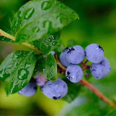 2 X Blueberry 'Chandler' Plants - Vaccinium Bushes In 9cm Pots - High Yielding • £11.99