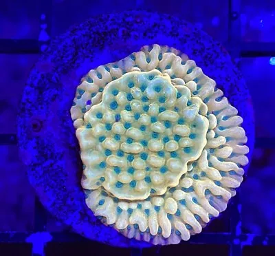 Live Coral Frag Absolutely Fish Naturals Beach Bum Montipora WYSIWYG Sps • $39.99