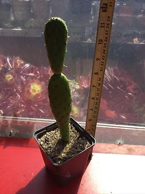 £10 • Buy Large Opuntia Cactus