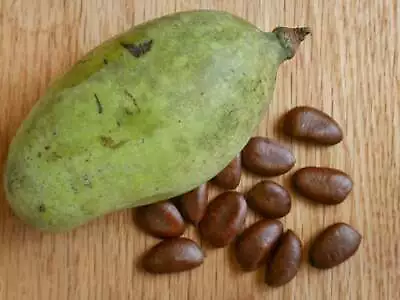 NORTHEASTERN PAW PAW FRUIT TREE SEEDS Asimina Triloba WILD AND CULTIVAR STRAINS • $10.75