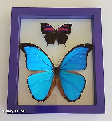 2 Real Butterflies Framed  Mounted Double Glass  • $79.99