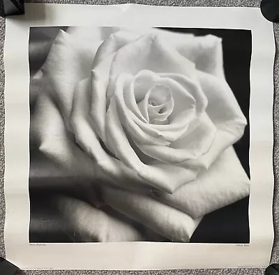 Hans Bjurling - White Rose 2002 Ikea Swedish Art Print/poster • £10