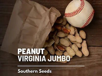 Peanuts Virginia Jumbo - Heirloom Seeds - Non GMO (Arachis Hypogaea) • $2.95