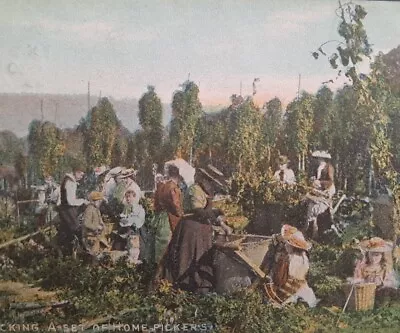 Kent Hop Picking 1905 Vintage Printed Postcard A14 • £5.99