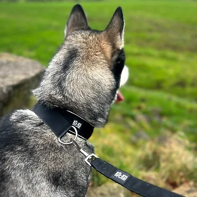 K9-KO - 4cm Slip Collar | With Strong Clip | Soft Padded & Reflective • £12.99