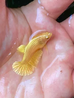 Live Betta Fish Femele Hmpk Super Gold - USA SELLER • $40