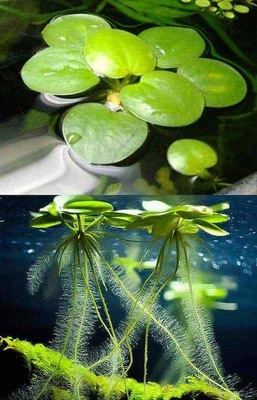 £5.85 • Buy Frogbit POND / TANK. Floating  Aquatic Plant. LIKE MINI WATER LILYS.