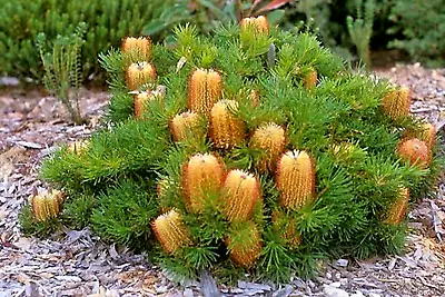 10 X BIRTHDAY CANDLES BANKSIA SEEDS-NATIVE BANKSIA SPINULOSA-DROUGHT TOLERANT • $7.95