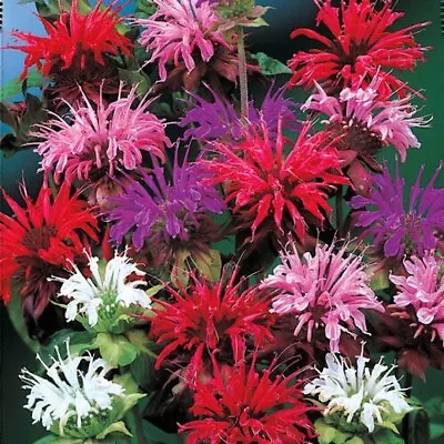 25+ BEE BALM MIX Lemon Hummingbird Mint Monarda Didyma Mixed Colors Flower Seeds • $2.25