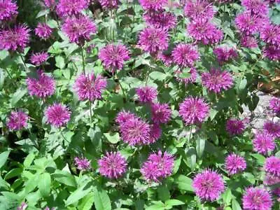 2000 BEE BALM Lemon MINT Monarda Citriodora Herb Purple Flower Seeds • £2.41