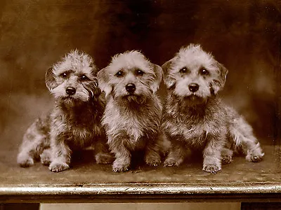 £2.50 • Buy Dandie Dinmont Terrier Three Dogs In A Row Charming Dog Greetings Note Card
