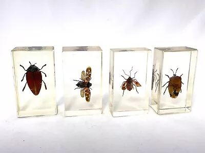 Vintage Insect Specimens In Lucite - Red - Set Of 4 • $65