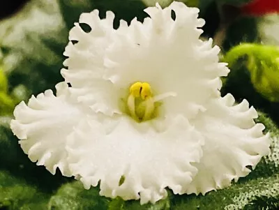 African Violet Snow Leopard. Large Plant In Buds . Semi Miniature. • $15.99