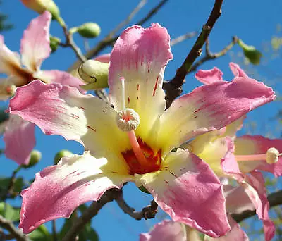 Chorisia Speciosa Exotic Flowering Tree Silk Floss Bottle Kapok Seed 10 Seeds • £8.66