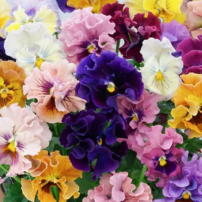 50 UK Pastel Giant Mixed Frilly Pansy Seeds Grow Flowers In Pots Basket Gardens • £3.49