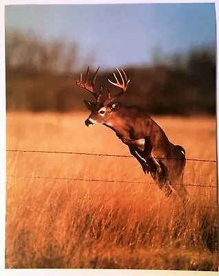 Deer Poster Art Buck Jumping Print Barb Wire Poster 1991 Wildlife Lithograph NOS • $11.99