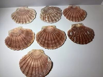 Lot Of 7 Scalloped Half Shells  (4”-5” Length) • $24.99