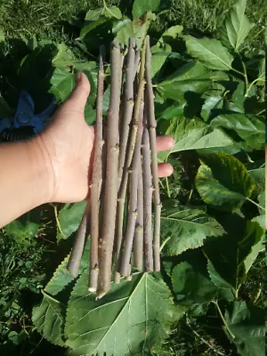 10 Mulberry Cuttings Unrooted 5-8 Inches Organic • $7.50