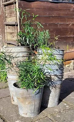 Galvanised Plant Pot Vintage Florists Buckets Unused Since The 1960's Rustic • £15