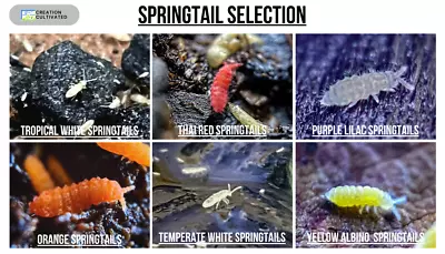 Live Springtail Cultures (Large Species Selection) • $10.46