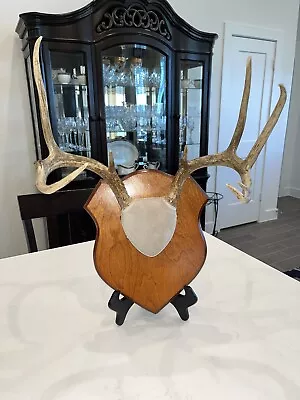 8 Point Whitetail Deer Antlers Mount Wood Plaque Taxidermy Man Cave • $58.95
