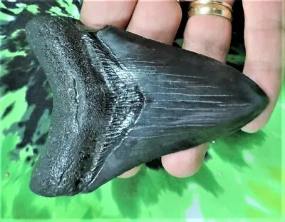 4 Inch Real Megalodon Shark Tooth Big Fossil Giant Genuine Serrated Teeth Meg • $159.95