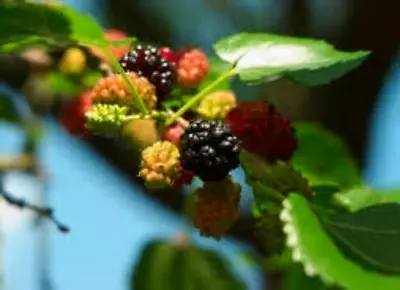 MULBERRY SEEDS Black 50 Seeds Morus Nigra Organic Fresh Medicinal Herb • $4.95