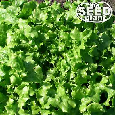 Salad Bowl Lettuce Seeds - 1000 SEEDS NON-GMO • $1.79