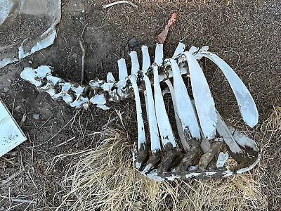 RARE Kansas Cow Vertebrae Spine Ribs Bone Real Long Taxidermy Science • $249