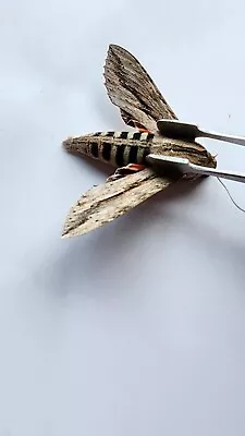 A1 EX-PUPAE Erinnyis Ello Ello Sphinx Moth Close Wings MALE  E#26 • $14.99