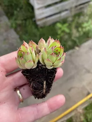 5 X Sempervivum XL Plug Plants House Leek Peat Free • £5.95
