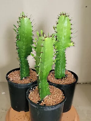 Euphorbia Acrurensis Aka Cowboy Cactus Established Plants • $30