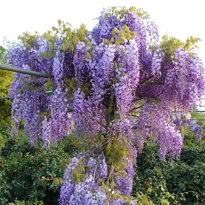 £24 • Buy 3L Wisteria Sinensis Chinese Wisteria - Deciduous Climber