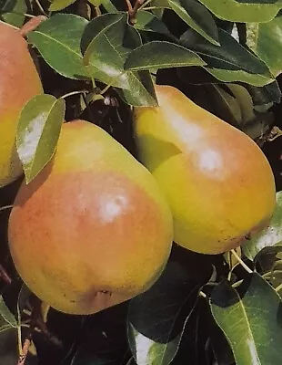 2-3ft Dessert Pear Doyenne Du Comice Grafted Quince Rootball In Soil Tarts Cider • £17.80