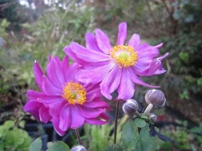 Anemone Prinz Heinrich Japanese Anemone 9cm Pot Max Postage Charge £5.90 See Des • £3.99