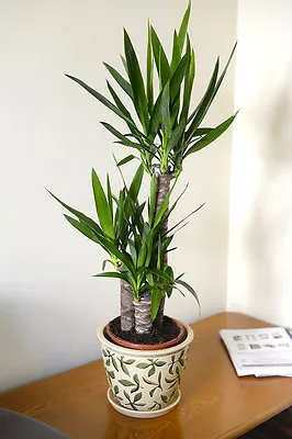 House Or Office Plant -Yucca Elephantipes - Spineless Yucca Approx 80cm Tall • £36.99