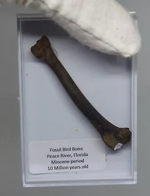 Fossil  Bird Bone In Display Box Peace River Florida USA Miocene • £22