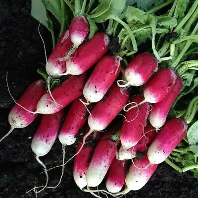 Radish French Breakfast Seeds  • £2.29